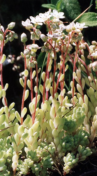 sedum_hirsutum1.jpg