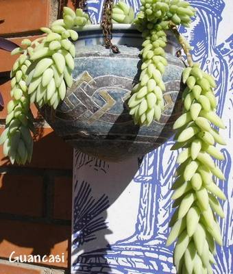 sedum_morganianum_guancasi.jpg