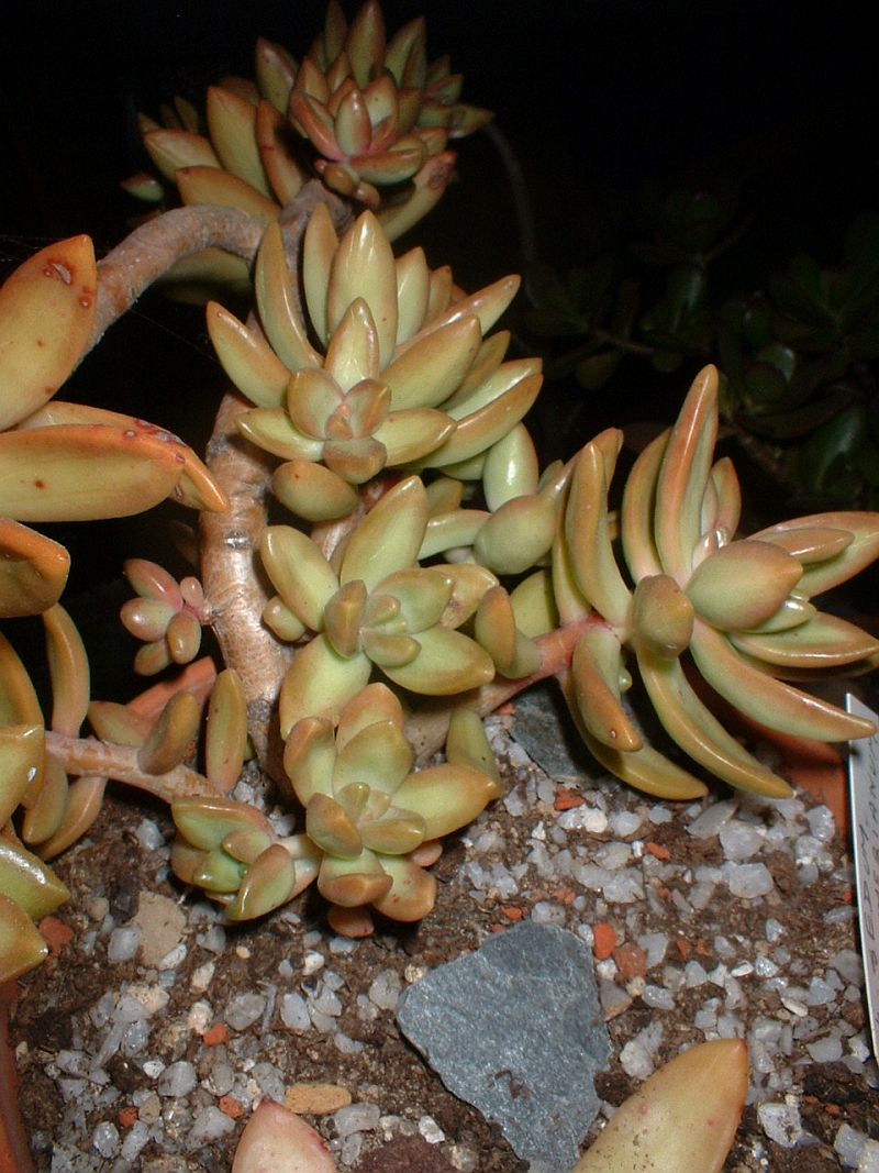 Sedum_nussbaumerianum.JPG