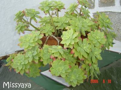 sedum_palmeri_missyaya.jpg