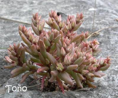 Sedum_rubens_to_o_Vista_Web_grande.jpg