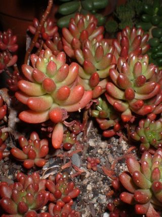 sedum_rubrotinctum.jpg