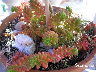 sedum_rubrotinctum_guancasi.jpg