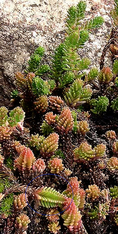 Sedum_sexangulare.jpg