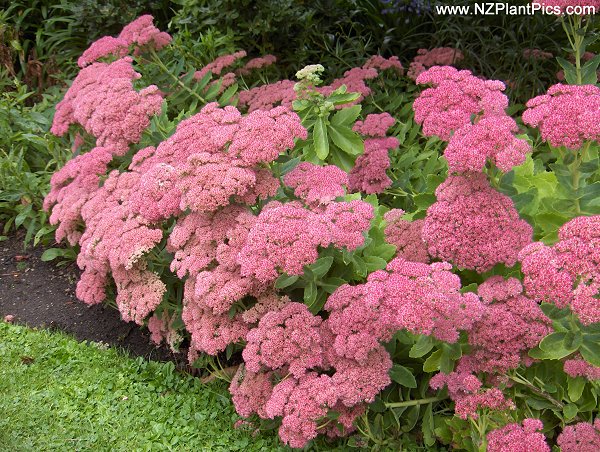sedum_spectabile_01_ice_plant.jpg