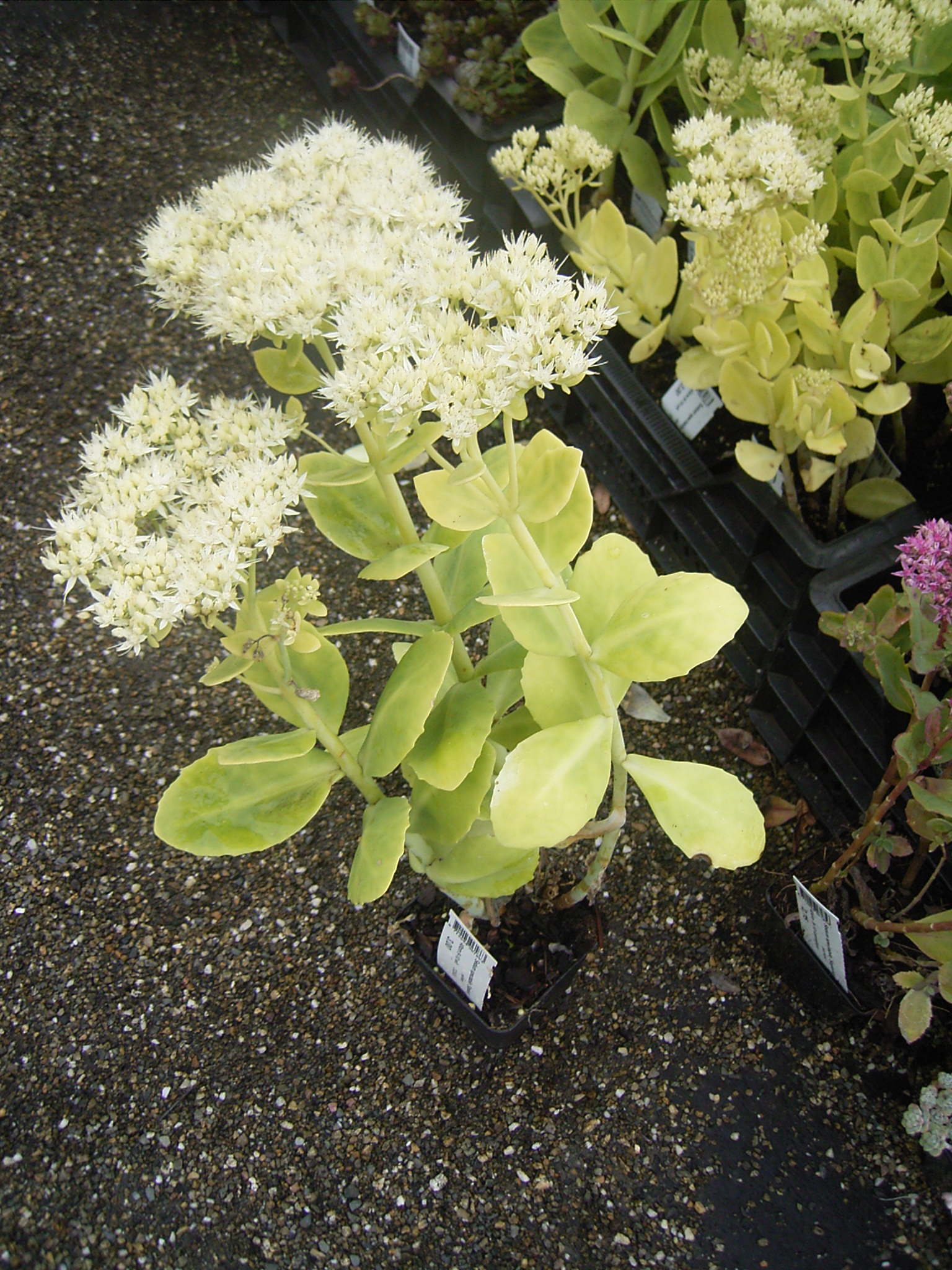 Sedum_spectabile_'Star_Dust'_R0018741.JPG