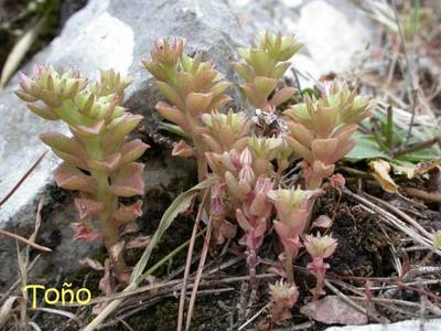 Sedum_stellatum_to_o_Vista_Web_grande.jpg