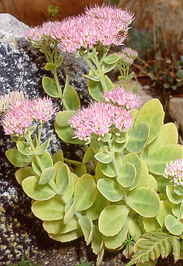 sedum_telephium.jpg