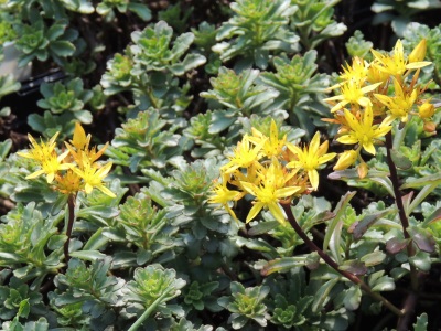 sedum_weihenstephaner_gold.jpg