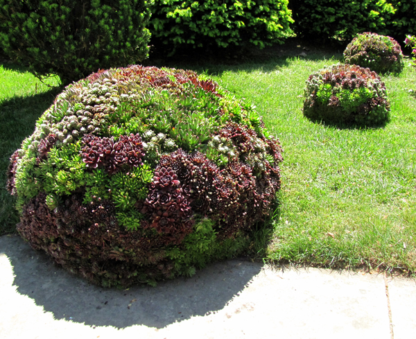 sedumballs_5_21_09_a.jpg