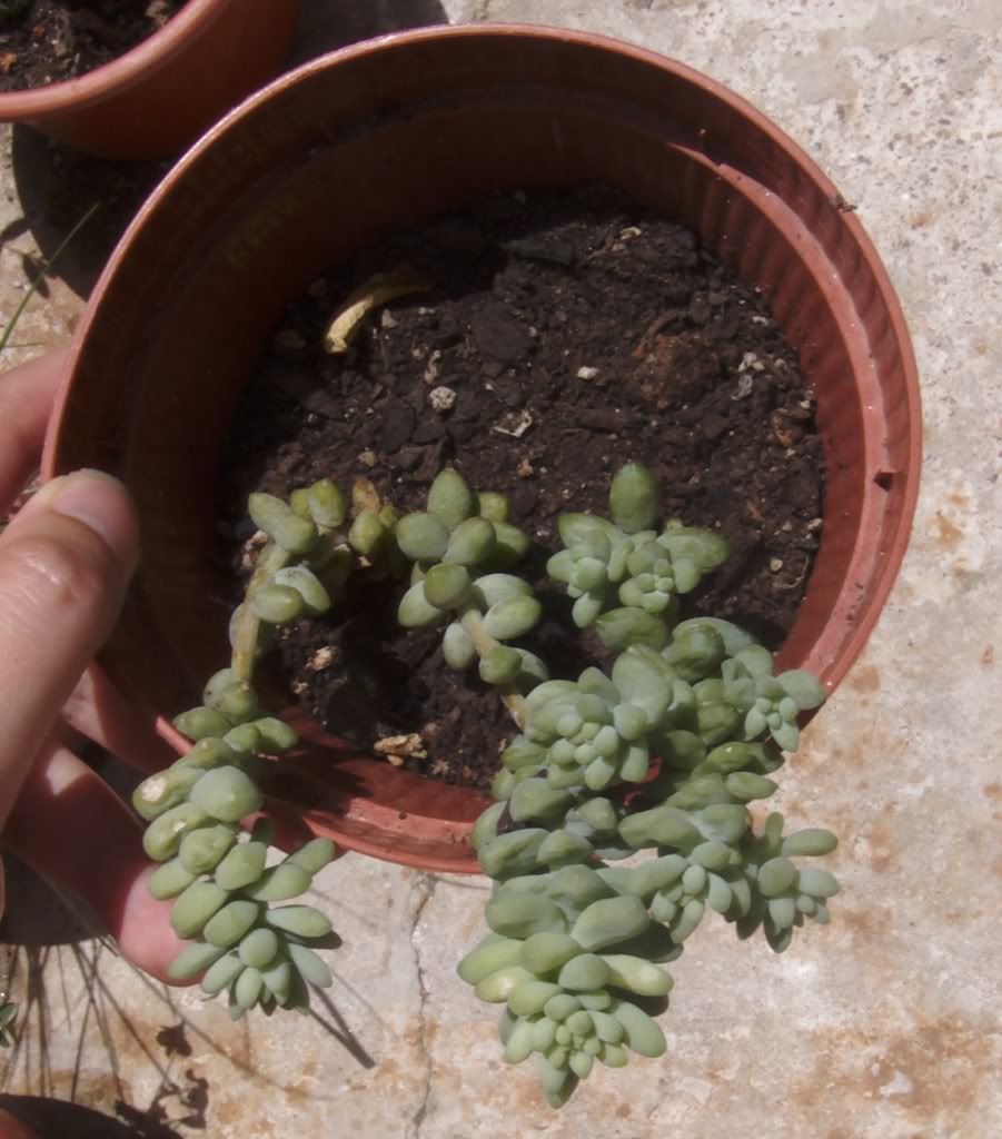 sedumburritocalor.jpg