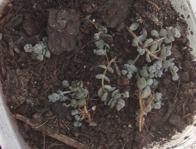 sedumdasiphyllum.jpg