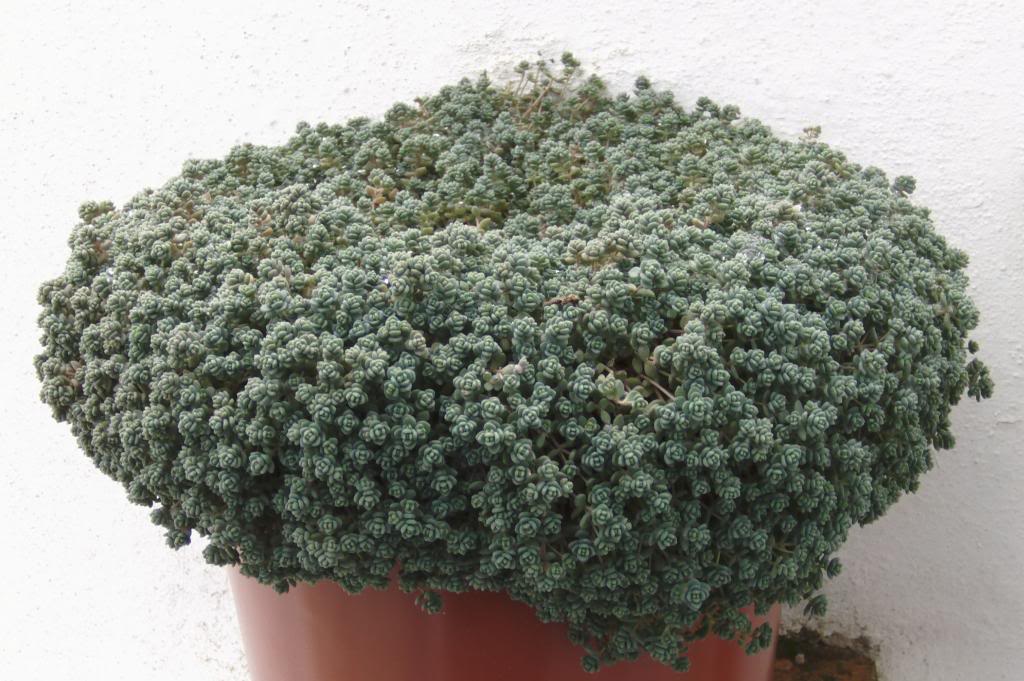 sedumdasiphyllum20133_zpsb6ab445f.jpg