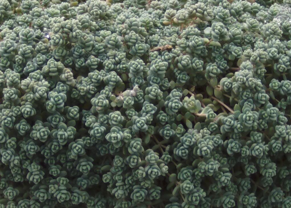 sedumdasiphyllum20134_zps067e6017.jpg