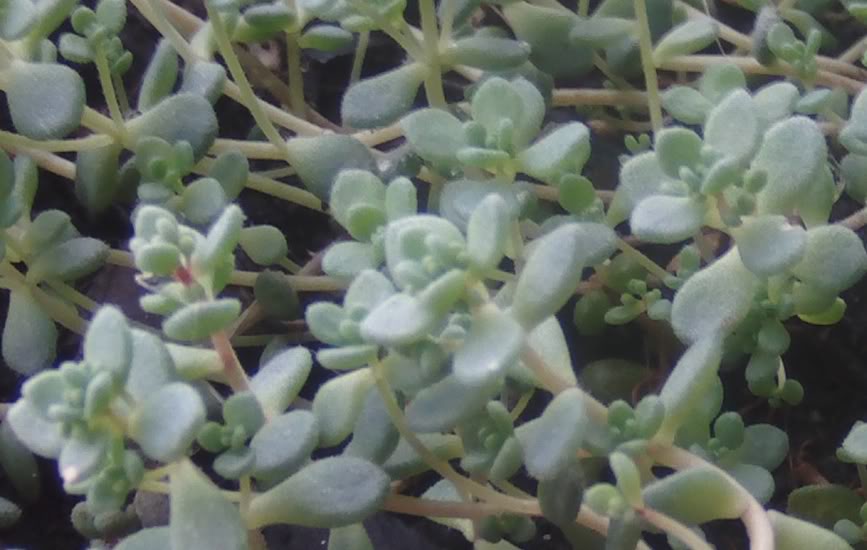 sedumdasiphyllumdecerca.jpg
