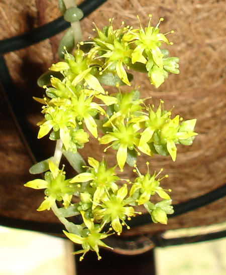 sedumlancerottense06_2008b.jpg
