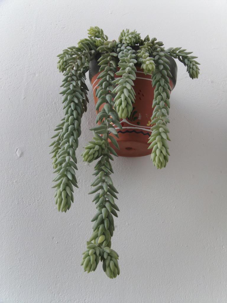 Sedummorganianum2_zps9731ef09.jpg