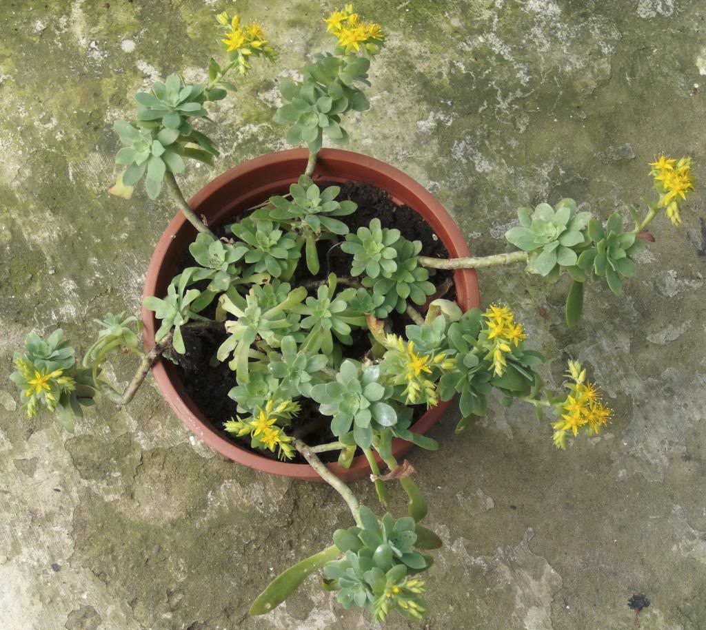 sedumpalmeriienflor_zpsb0c291c2.jpg