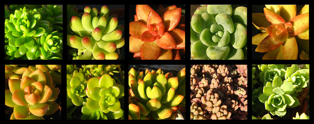 Sedums.jpg