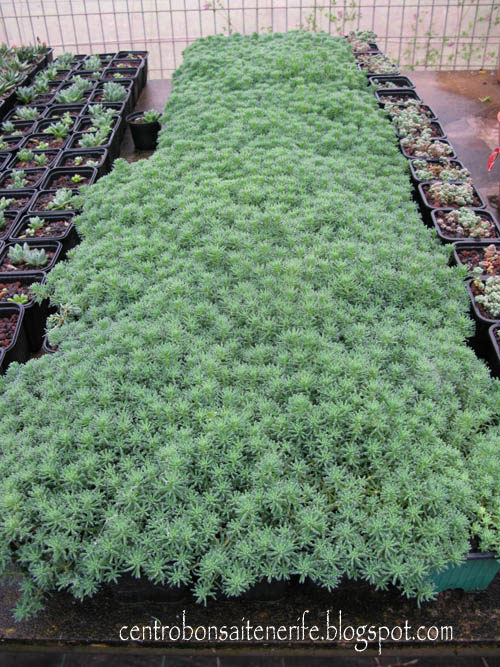 sedums.jpg