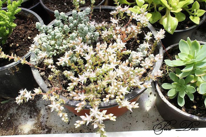 SEDUMS+SILVESTRES+EN+FLOR.JPG