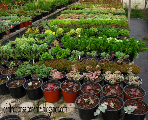 sedums2.jpg