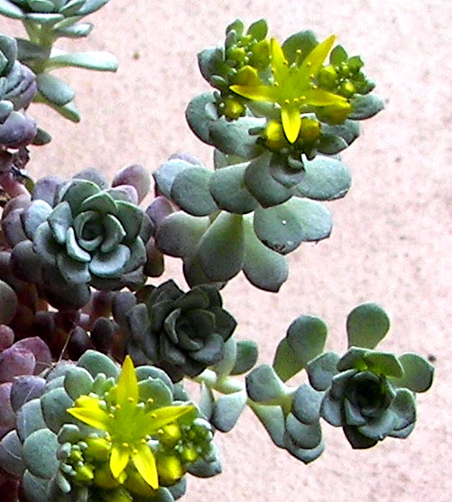 sedumspathulifolium.jpg