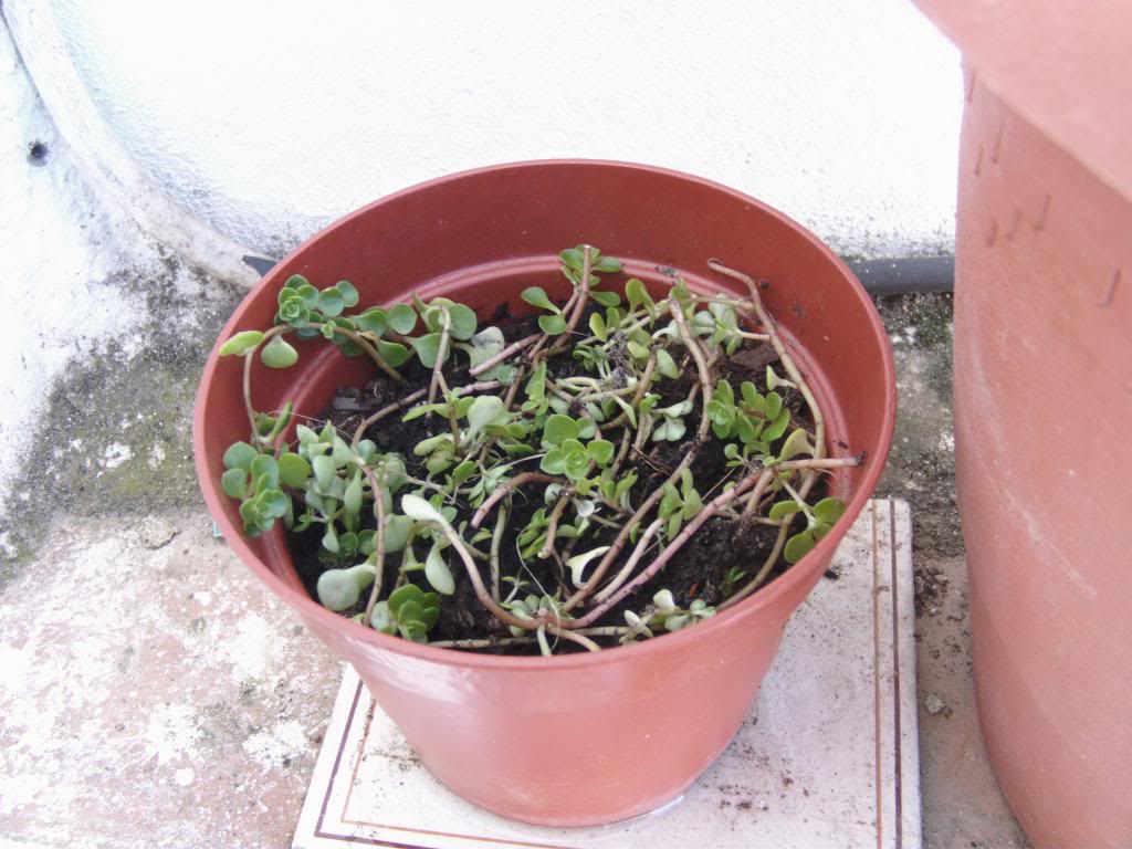 Sedumtetractinum_zps9f0931e1.jpg