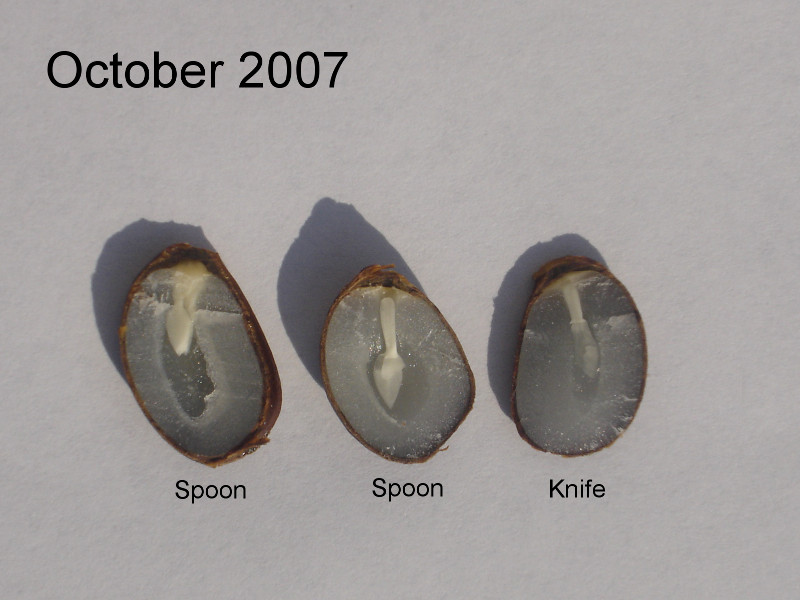 seed.jpg