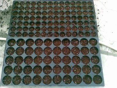 seed-trays-cocopeat-perlite-seed-starting-mix.jpg