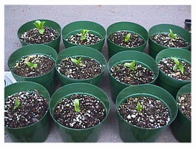 seed_1.jpg