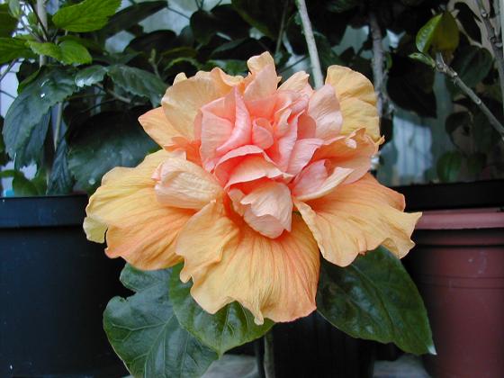 Seedling%20bloom%20%28Mervyn%20Weis%29.jpg