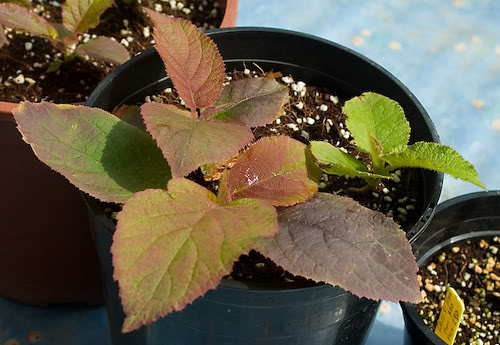 Seedling2.jpg