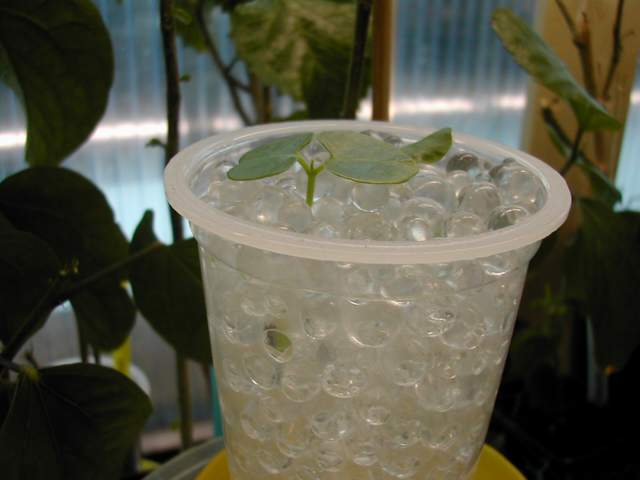 seedlings1.jpg