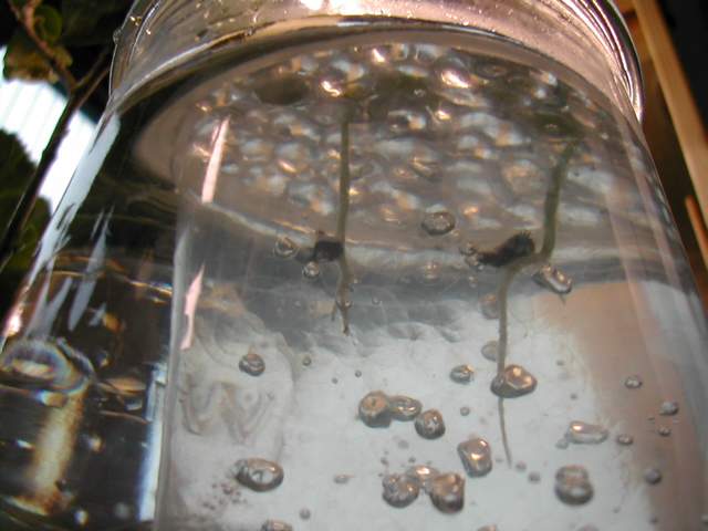 seedlings2.jpg