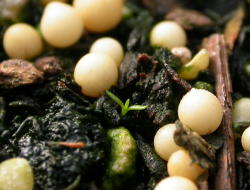 seedlings_6_250.jpg