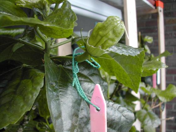 seedpod_RossEstey.jpg