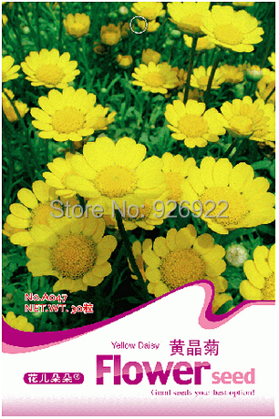 -seeds-Chrysanthemum-multicaule-small-yellow-chrysanthemum-seeds-yellow-daisy-about-50-particles.jpg