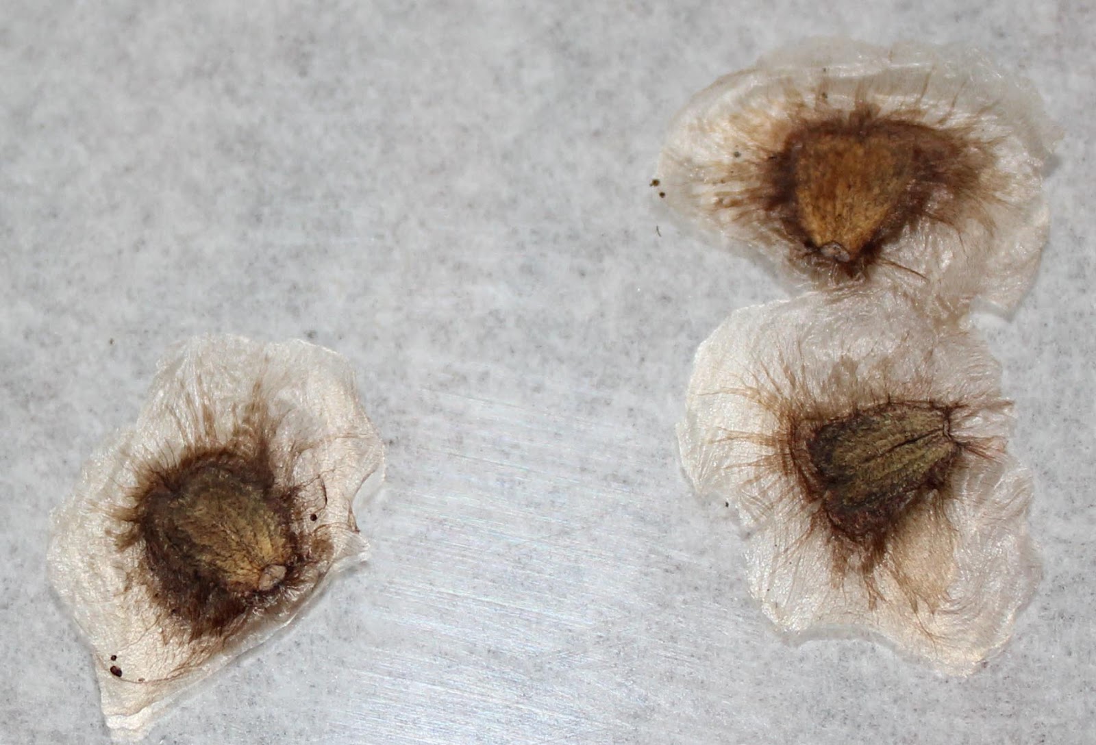 seeds+closeup+white_s.jpg