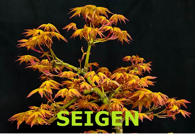 SEIGEN.jpg
