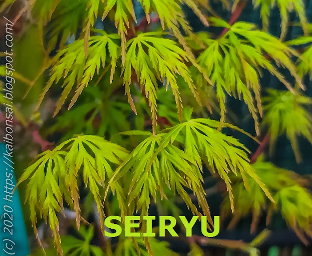 SEIRYU.jpg