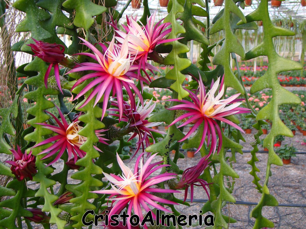 Selenicereus%20anthonyanus%20FLOR%203.JPG