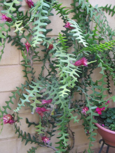 Selenicereus_anthonyanus1.jpg