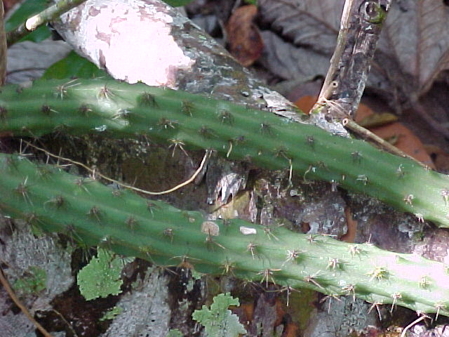 selenicereus_grandiflorus.jpg