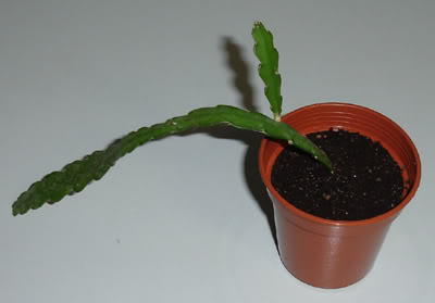 selenicereusanthonyanus03_2008.jpg