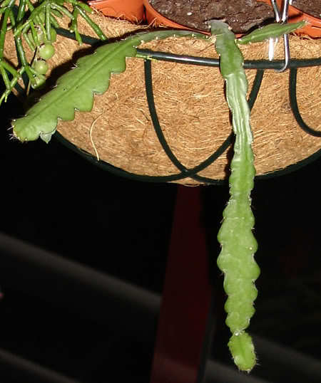 selenicereusanthonyanus07_2008.jpg