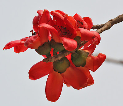Semal_%28Bombax_ceiba%29_flowers_in_Kolkata_W_IMG_4116+from+Wikimedia.jpg