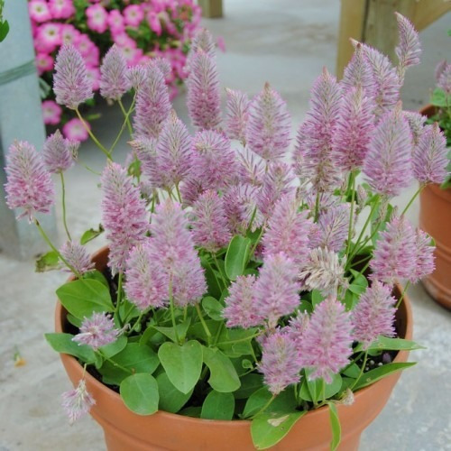 sementes-de-pink-mulla-mulla-ptilotus-exaltatus-705701-MLB20372768590_082015-O.jpg