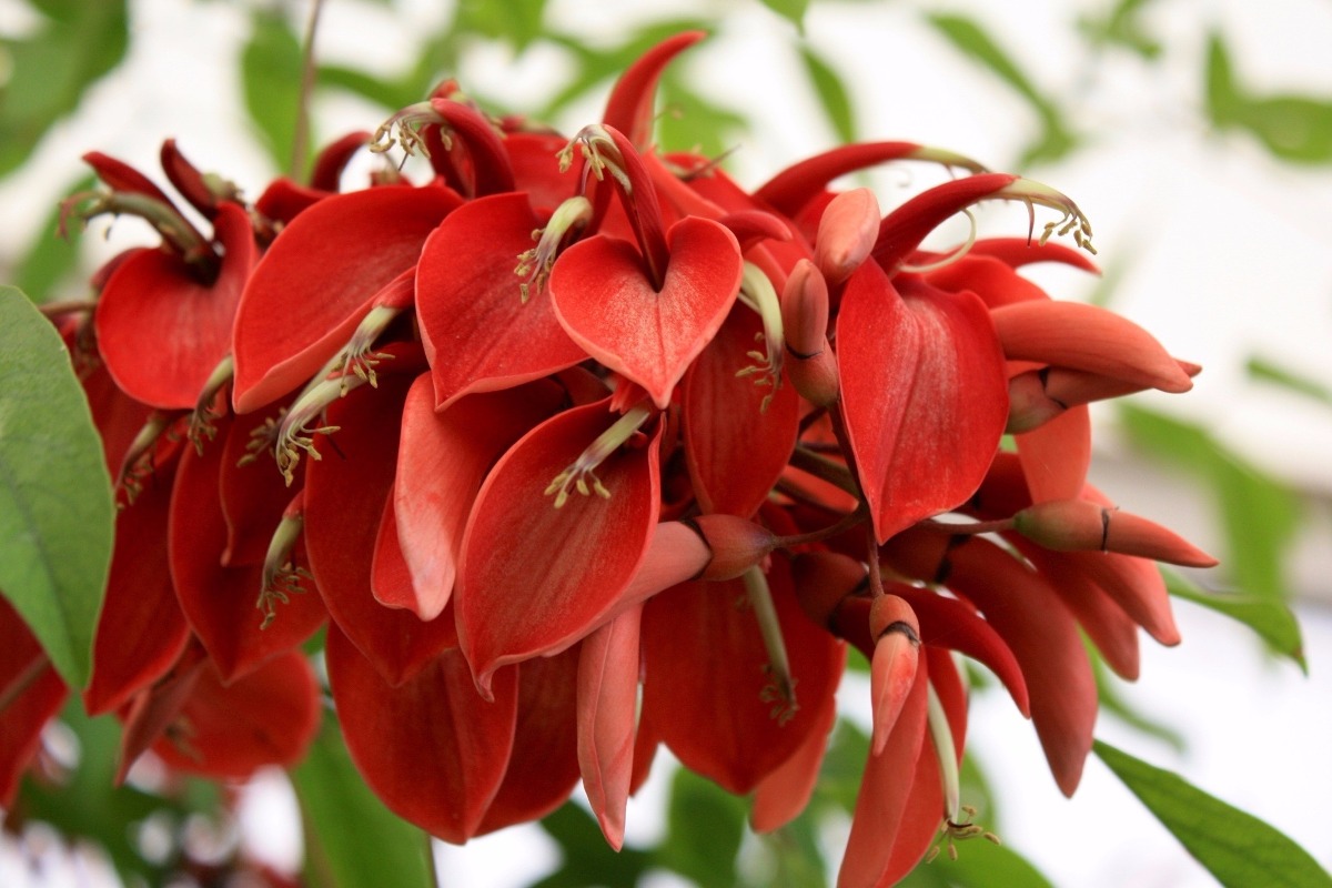 sementes-mulungu-corticeira-erythrina-crista-galli-p-muda-D_NQ_NP_819011-MLB20461417432_102015-F.jpg