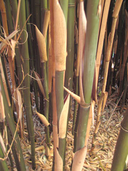 semiarundinaria-fastuosa-01.jpg
